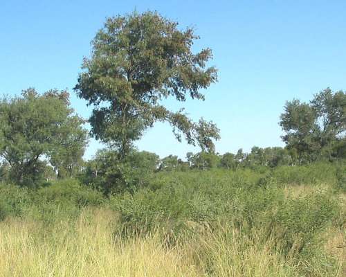 Campo en Venta, 519 Has. Bandera - Santiago del Estero.