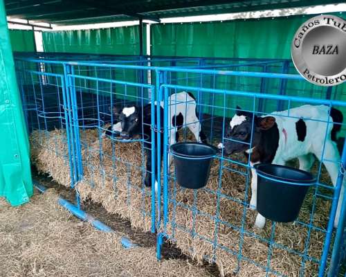 Guacheras Móviles para 20 Terneros