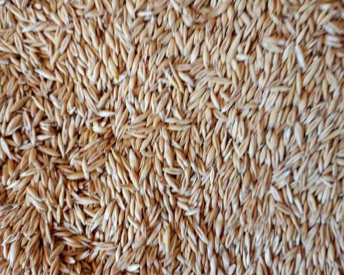 Semilla de Avena Agranale o en Bolsón