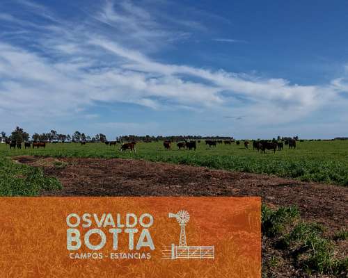 Campo Mixto en Venta, 800has en Coronel Dorrego, BS AS