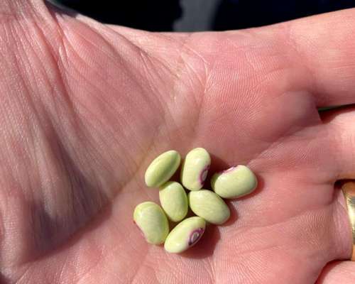 Finca 719 Has en Anta (salta) con Agua, Casa e Invernaderos