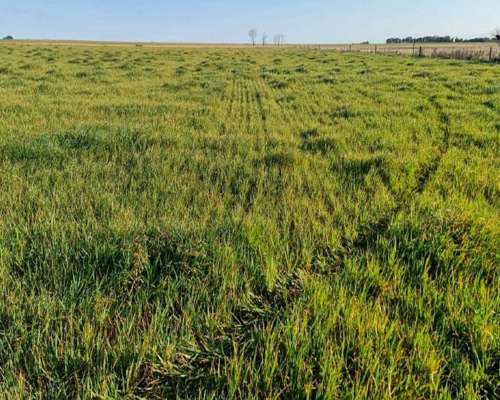 107 Ha muy Lindo Campo en Coronel Pringles