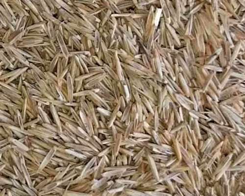 Agropiro Criollo Limpio a Granel