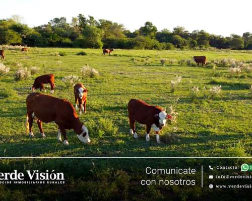 Campo Ganadero de 73 Has en Venta - Chaco Villa Berthet