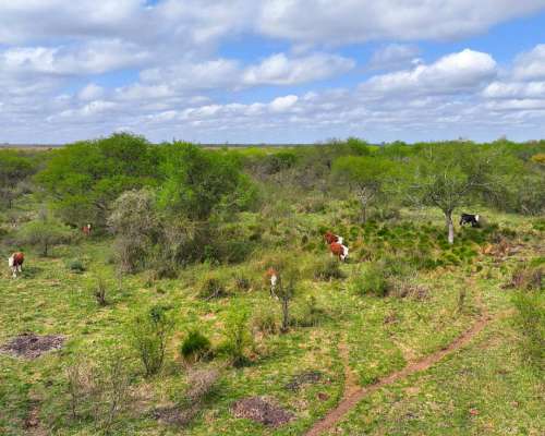Pcia. de Entre Rios - Maria Grande 526 Has