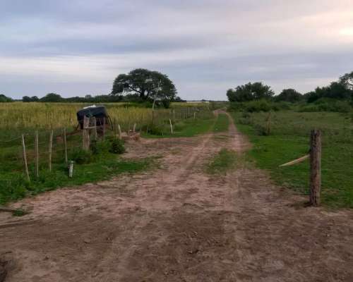 Campo Mixto 400has Tostado