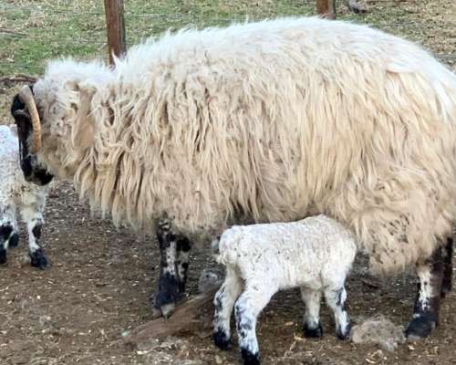 Venta Majada Ovejas Scottish Black Face