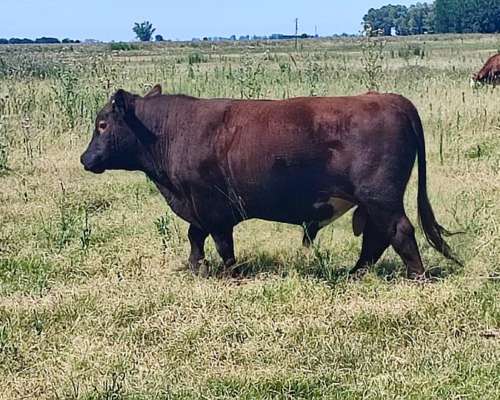 Vendo Toro Puro Aberdeen Angus Colorado