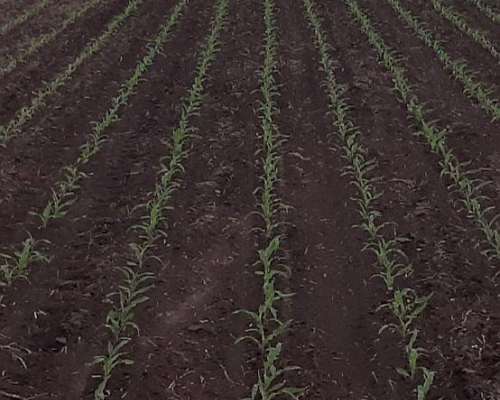 Servicio de Triturado de Rastrojos,siembra y Roturacion