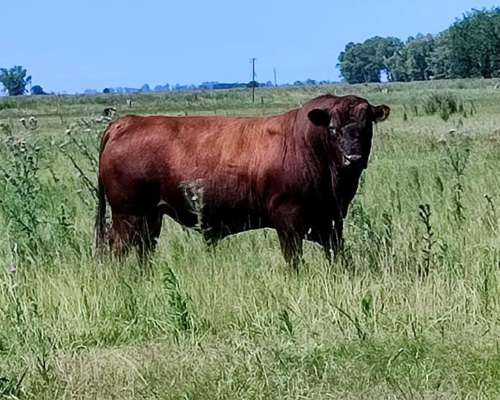 Vendo Toro Puro Aberdeen Angus Colorado
