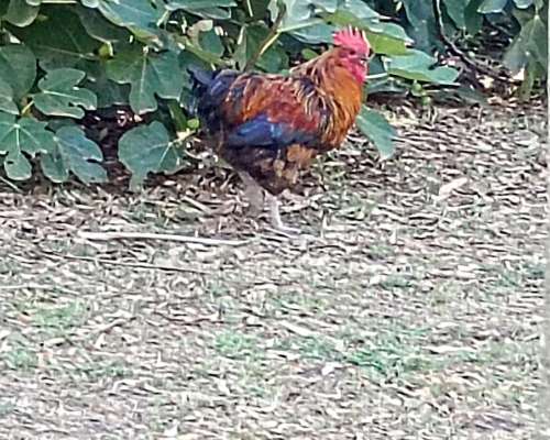 Gallos Criollos de 1 año y 2 Meses. Tengo 4.