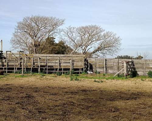 1000 HA, Ganadero, Dolores