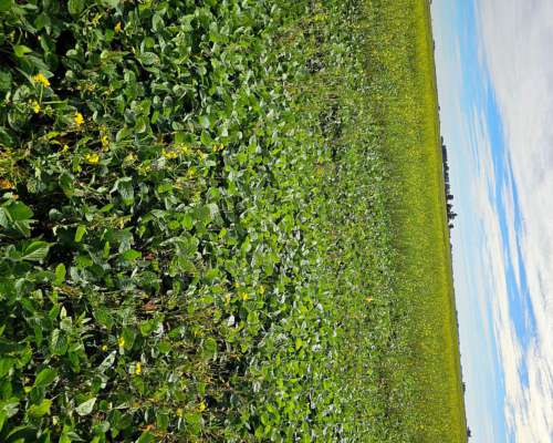 Campo Mixto con Aguadas