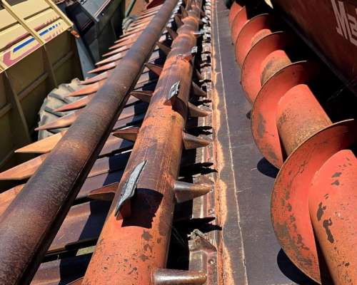 Girasolera Maizco de 12 a 70 cm