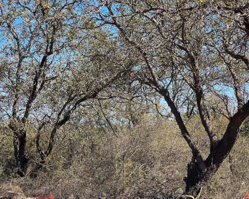 Vendo Campo en Colonia Dora 56 Has Santiago del Estero