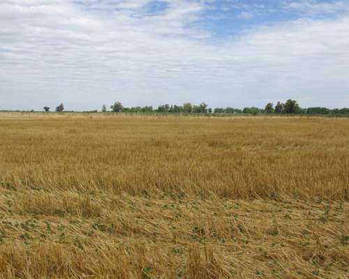 1.524 Has. en Venta - Bolívar - Buenos Aires.