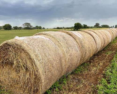Rollos de Cebadilla y Trébol. 700 Kg
