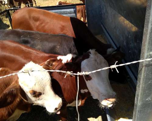 Autoconsumo- Comedero CC-24 de 3tn