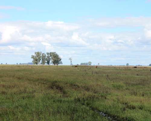 Ba3627 Venta Ganadero 491ha. Carmen de Areco, Buenos Aires