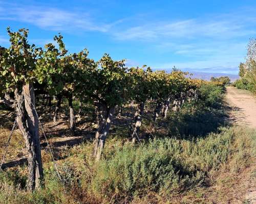 Vendo o Alquilo Finca en Santa Lucía, San Juan