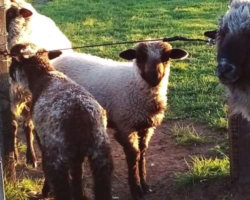 Corderos Venta en Cordoba