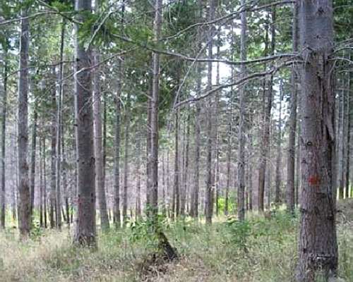 Venta Campo en el Hoyo Zona Arrollo Pedregoso 892 Hectareas