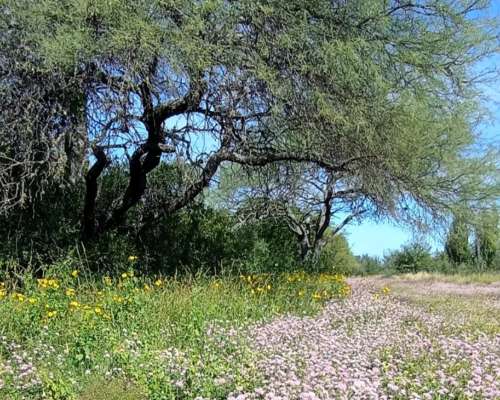 Campo Nogales Merlo San Luis