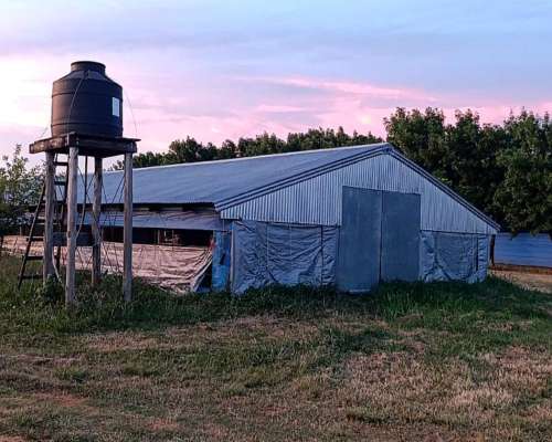 Granja Avícola en Funcionamiento - 8 Has - Equipamiento Comp