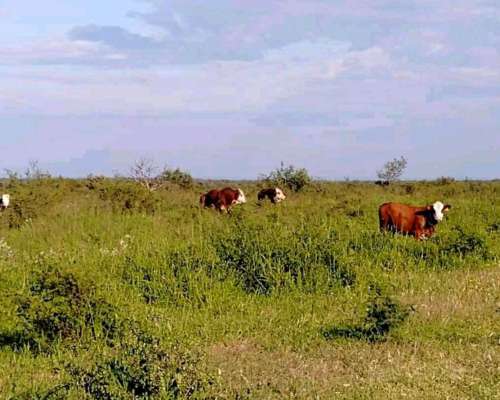 1300 Hectareas Ganaderas en Dean Funes