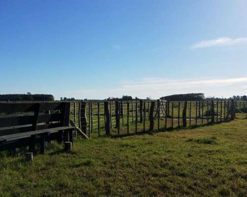 Loma Verde - 83 Ha - Buenos Aires