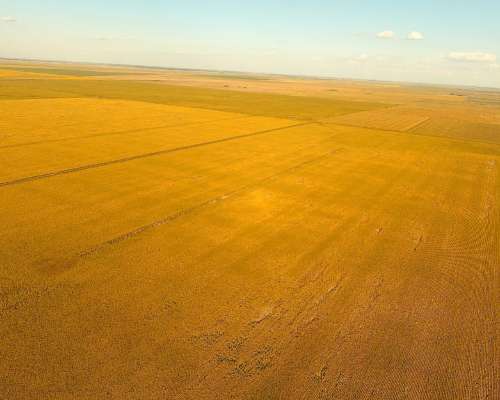 Campo en el Fortin, Córdoba 115 Has en Venta