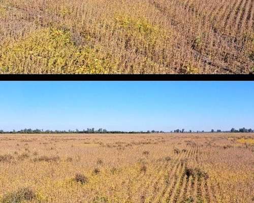103 Ha SE Venden en Palacios Santa FE