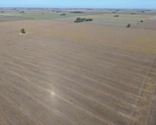 30 HA. Suelo Clase 1 - IP 90%. Departamento Constitucion.