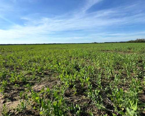 58 Has Agrícolas en San Pedro