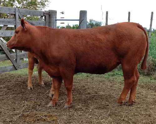 Venta Rodeo Limangus - Cabaña -