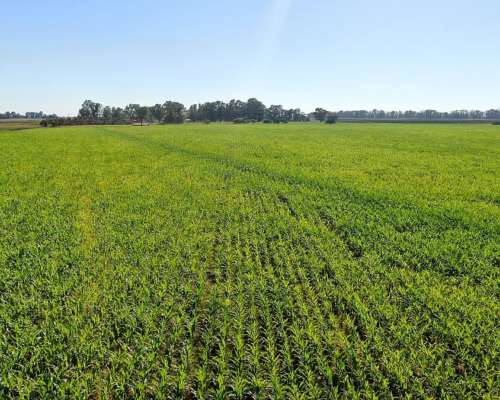 860 Has en Gral. Belgrano - BS. AS. - Ganadero - Venta