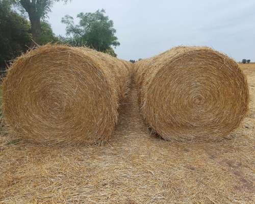 Vendo Rollos de Paja de Trigo