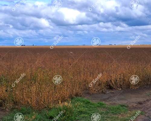 Campo en Venta 441 Has en General Villegas, Bs.as, Mixtas.