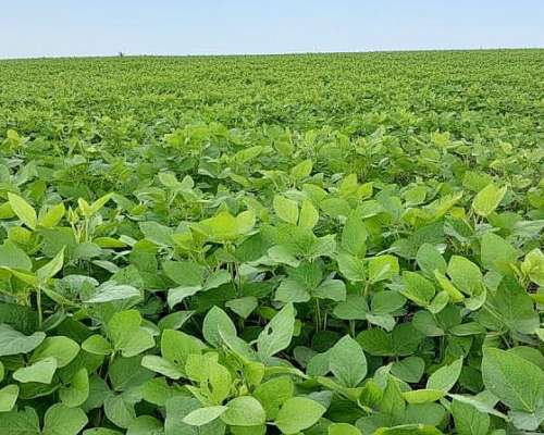 Campo Mixto 150 Ha en Rosario del Tala. Buen Campo