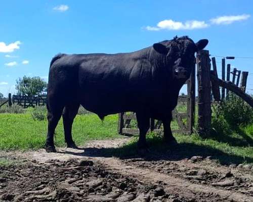 Toros Angus Negro y Colorado