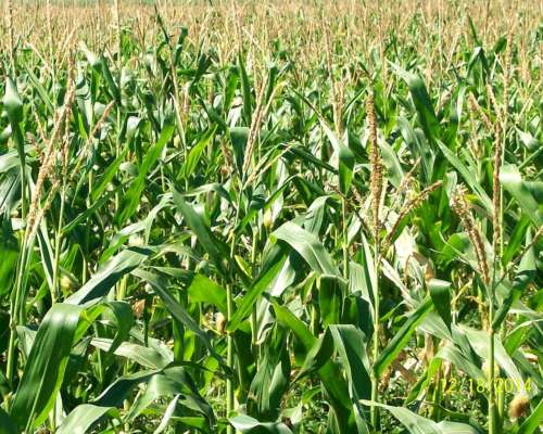 Vendo: 484 Has. Agric. 25 de Mayo.