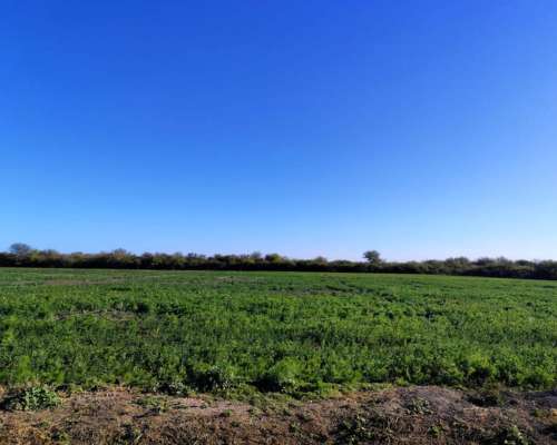 25 Hectareas con 4 Hectareas de Alfalfa Arriendo a 3 Años