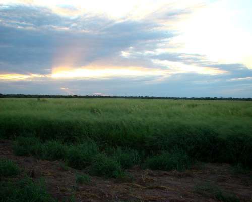 Santiago del Estero -1000 Has.- en Directa -oportunidad-