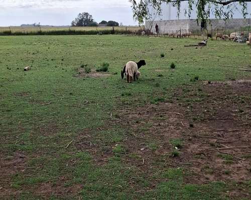 Liquido Primer Oferta Razonable. 19 Obejas, con Fardos,
