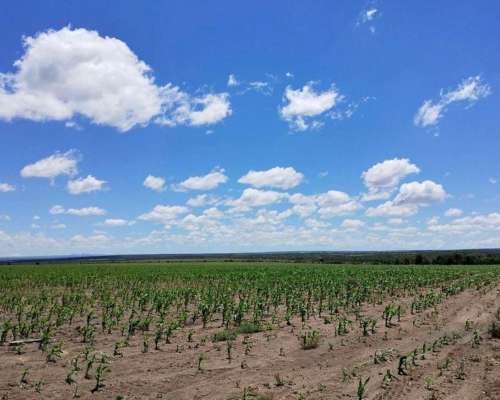Campo en Venta - Renca/tilisarao (san Luis)