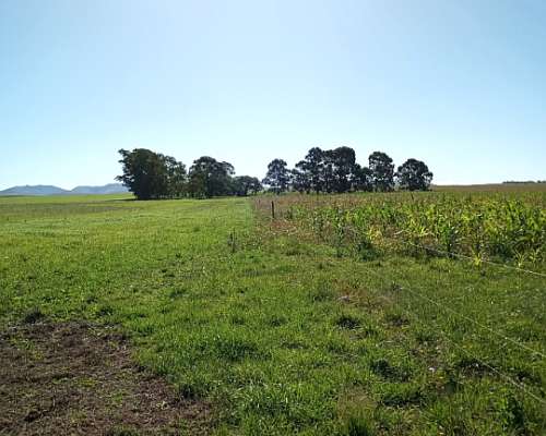 Vendo 70 Has Agrícolas Cnel Pringles