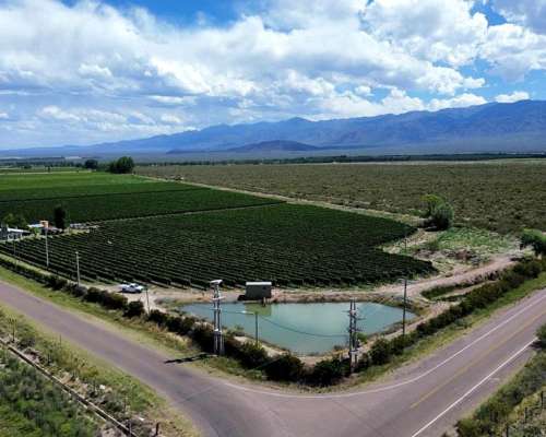 Finca con Viñedos de Alta Calidad - el Cepillo , Mendoza