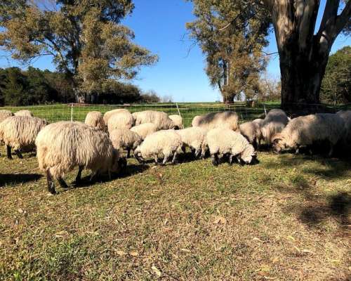 Venta Majada Ovejas Scottish Black Face