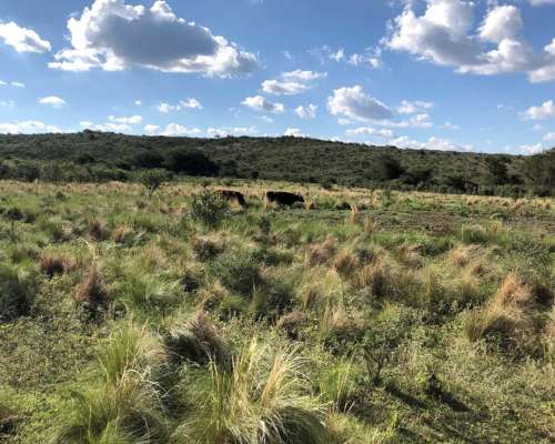 Alquiler Campo Mixto de 417 Ha a 70 km de Merlo.