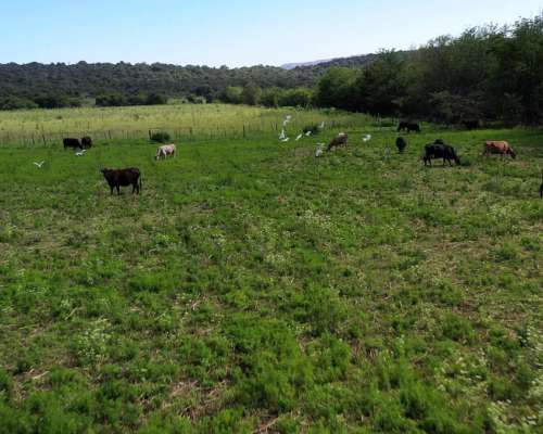Córdoba Valle de Calamuchita San Ignacio 500 Has Ganaderas